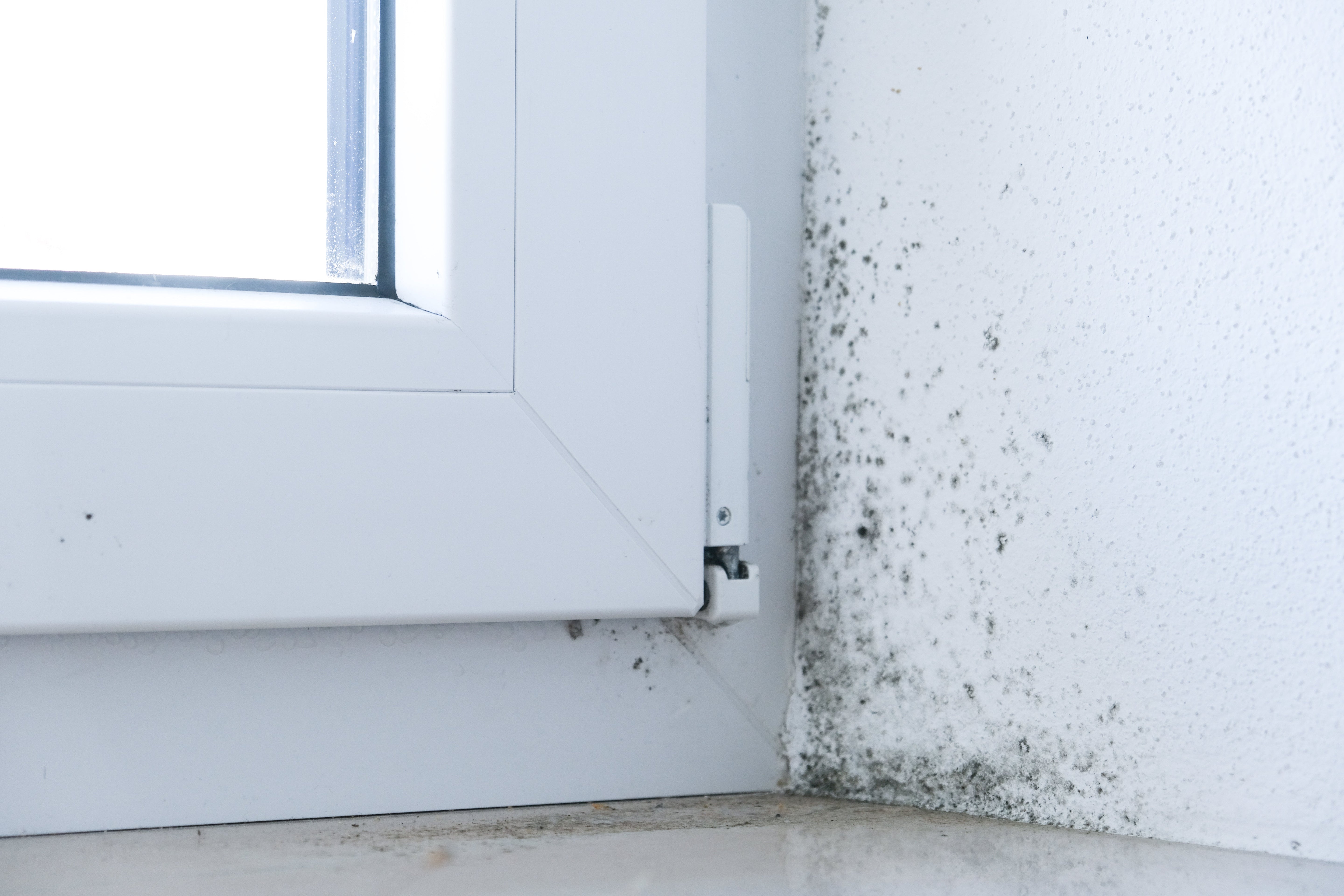 The Connection Between HVAC Filters and Mold Prevention