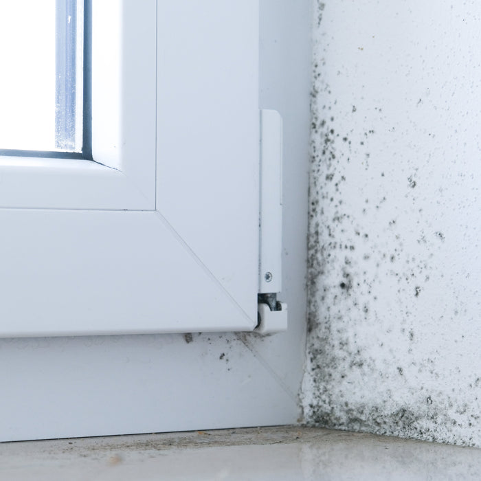 The Connection Between HVAC Filters and Mold Prevention